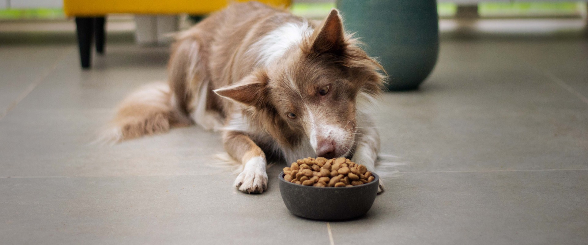 Best Anti-Itch Skin & Coat Supplement for dog