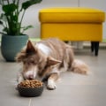 Best Anti-Itch Skin & Coat Supplement for dog