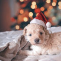 Best Christmas Gift dog grooming kit