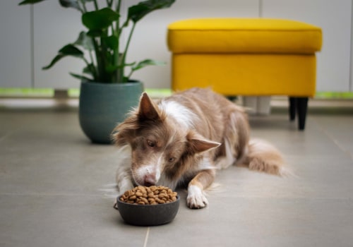 Best Anti-Itch Skin & Coat Supplement for dog