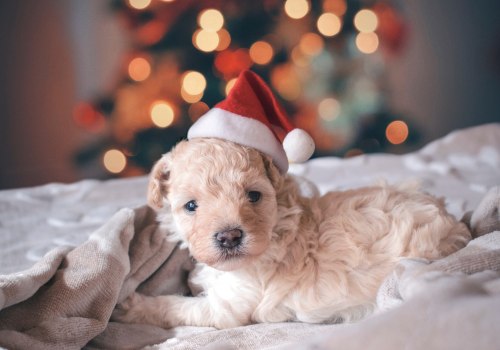 Best Christmas Gift dog grooming kit